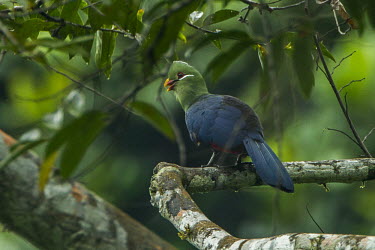 Yellow-billed turaco perched in tree turaco,turacos,bird,birds,green,tropical bird,tropical birds,perching,perch,perched,tail feather,blue,colourful,multi-coloured,profile,body,green background,Yellow-billed turaco,Tauraco macrorhynchus,