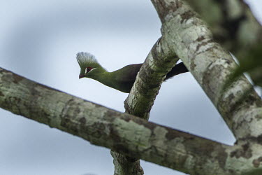 Green turaco perched in tree turaco,turacos,bird,birds,green,tropical bird,tropical birds,perching,perch,perched,crest,blue,plumage,shallow focus,Green turaco,Tauraco persa,Guinea turaco,Cuculiformes,Cuckoos and Ani,Musophagidae,