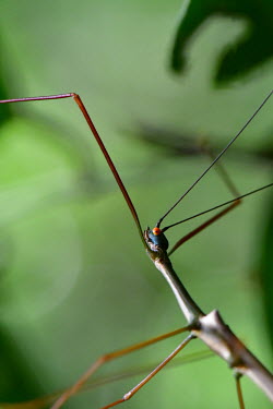 Close up of a stick insect in the Bornean jungle insect,insects,invertebrate,invertebrates,stick insect,stick insects,macro,close up,shallow focus,green background,antenna,antennae,long legs,long legged,tropical,jungle,arboreal,Stick insect