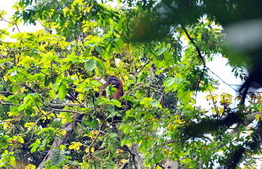 An adult Bornean orangutan sitting in a mango tree orangutan,ape,great ape,apes,great apes,primate,primates,jungle,jungles,forest,forests,rainforest,hominidae,hominids,hominid,Asia,fur,hair,orange,ginger,mammal,mammals,vertebrate,vertebrates,arboreal,