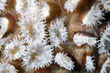 Coral polyps coral,corals,coral reef,reef,invertebrate,invertebrates,marine invertebrate,marine invertebrates,marine,marine life,sea,sea life,ocean,oceans,water,underwater,aquatic,sea creature,white,polyp,polyps,t