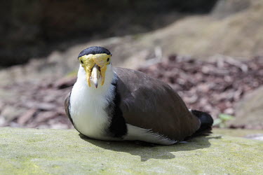 Portrait of a masked lapwing bird,birds,mask,face,looking at camera,shallow focus,lapwing,sitting,resting,masked lapwing,masked plover,Animalia,Chordata,Aves,Charadriiformes,Charadriidae,Vanellus miles,Masked lapwing