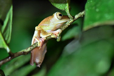 A tree frog balanced on a branch Common Tree Frog,Four-lined Tree Frog,White-lipped Tree Frog,Animalia,Chordata,Amphibia,Anura,Rhacophoridae,Polypedates leucomystax,amphibian,amphibians,amphibious,permeable,porous,skin,pigment,frog,f