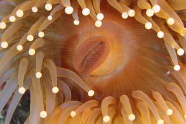 Sea anemone close up marine,marine life,sea,sea life,ocean,oceans,water,underwater,aquatic,invertebrate,invertebrates,marine invertebrate,marine invertebrates,sea creature,Animalia,Cnidaria,Anthozoa,Hexacorallia,Actiniari