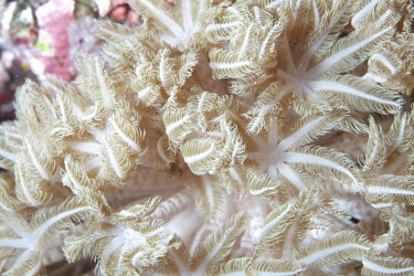 Coral polyps coral,corals,coral reef,reef,invertebrate,invertebrates,marine invertebrate,marine invertebrates,marine,marine life,sea,sea life,ocean,oceans,water,underwater,aquatic,sea creature,white,polyp,polyps,t