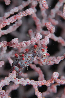 Pygmy seahorse camouflaged in soft coral shallows,water,sea life,pasture,food,ecosystem,environment,habitat,nursery,tropical,coastal,coast,plant,plants,plantlife,plantae,flora,marine,photosynthetic,photosynthesis,mangrove,mangroves,prop root