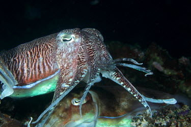 Two common cuttlefish interact Cephalopod,mollusc,tentacles,invertebrate,invertebrates,water,underwater,aquatic,marine,marine life,sea,sea life,ocean,oceans,sea creature,tentacle,pair,couple,Common cuttlefish,Sepia officinalis,Moll
