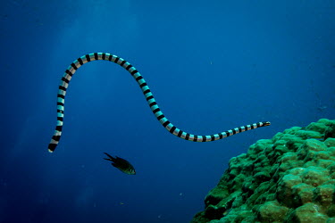 A banded sea krait hunting in the tropical waters of Thailand marine,marine life,sea,sea life,ocean,oceans,water,underwater,aquatic,sea creature,snake,snakes,reptile,reptiles,scales,scaly,reptilia,cold blooded,stripy,stripes,striped,banded,bands,pattern,patterne