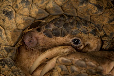 Female Chinese pangolin in her defensive coil scales,scaly mammal,mammal,pangolin,close up,face,snout,claw,claws,defense,coil,coiled up,Chinese pangolin,Manis pentadactyla,Mammalia,Mammals,Manidae,Pangolins,Pholidota,Chordates,Chordata,Pangolin D