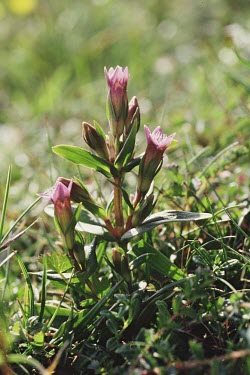 Early gentian Gentianella anglica anglica,subspecies,flower,macro,close up,flora,plant,plants,vegetation,foliage,greenery,flowers,wild flower,wild flowers,petals,petal,shallow focus,Early gentian,Gentianella anglic