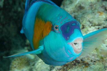 Daisy parrotfish showing its powerful coral-crushing beak fish,vertebrates,water,underwater,aquatic,marine,marine life,sea,sea life,ocean,oceans,sea creature,parrotfish,parrot fish,colourful,multicoloured,multicolored,multi-coloured,multi-colored,blue,purple