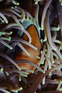 A Clark's anemonefish peers from the safety of its sea anemone fish,vertebrates,water,underwater,aquatic,marine,marine life,sea,sea life,ocean,oceans,sea creature,face,hiding,anemone,anemone fish,macro,close up,tentacles,protection,habitat,symbiosis,relationship,