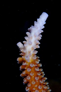 The tip of a coral branch, with the youngest polyps still white hard coral,acropora,coral,corals,coral reef,reef,invertebrate,invertebrates,marine invertebrate,marine invertebrates,marine,marine life,sea,sea life,ocean,oceans,water,underwater,aquatic,sea creature,