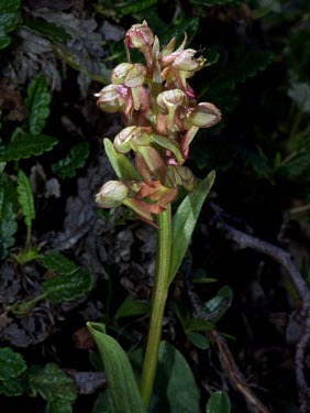 Frog orchid frog orchid,orchid,close up,flora,plant,plants,vegetation,foliage,greenery,flower,flowers,wild flower,wild flowers,shallow focus,Plantae,Asparagales,Orchidaceae,Orchidoideae,Coeloglossum,Coeloglossum