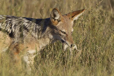 Black-backed jackal with a rodent snack in its mouth scavenger,carnivore,canine,jackal,jackals,canidae,canis,dog,wild dog,food,hunt,hunter,grass,Black-backed jackal,Canis mesomelas,Carnivores,Carnivora,Mammalia,Mammals,Dog, Coyote, Wolf, Fox,Canidae,Cho