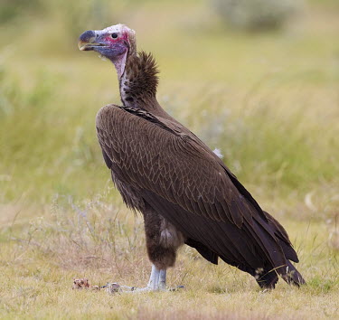 Lappet-faced vulture eating carrion vulture,vultures,scavenger,scavengers,carnivore,bird,birds,bald,Lappet-faced vulture,Torgos tracheliotos,Accipitridae,Hawks, Eagles, Kites, Harriers,Aves,Birds,Chordates,Chordata,Ciconiiformes,Herons