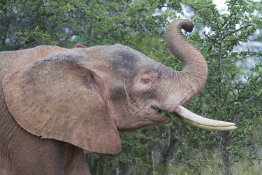 African elephant eating tree vegetation albino,mastodon,mastodons,mammoth,mammoths,elephant,elephants,trunk,trunks,herbivores,herbivore,vertebrate,mammal,mammals,terrestrial,Africa,African,savanna,savannah,safari,eating,chewing,food,happy,A