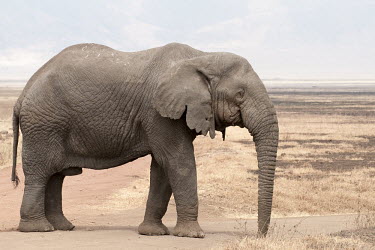 A weary looking male African elephant with no tusks mastodon,mastodons,mammoth,mammoths,elephant,elephants,trunk,trunks,herbivores,herbivore,vertebrate,mammal,mammals,terrestrial,Africa,African,savanna,savannah,safari,old,male,bull,tuskless,weary,tired