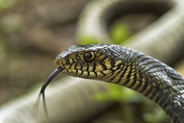 Close up of an Oriental ratsnake snake,snakes,reptile,reptiles,scales,scaly,reptilia,terrestrial,cold blooded,close up,portrait,shallow focus,tongue,sensory,eyes,Oriental ratsnake,Animalia,Chordata,Squamata,Serpentes,Colubridae,Ptyas