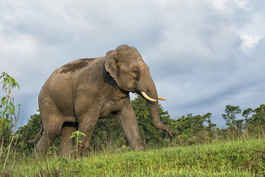 A lone Asian elephant in the Mahanada wildlife sanctuary, India elephant,elephants,trunk,trunks,herbivores,herbivore,vertebrate,mammal,mammals,terrestrial,march,forest,migratory,migration,tusk,tusker,Asian elephant,Elephas maximus,Mammalia,Mammals,Elephants,Elepha