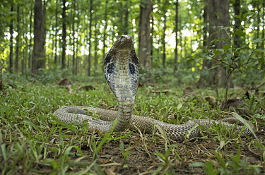 Indian cobra fanning it's neck as a warning grass,forest,leaf litter,ground,spectacled cobra,cobra,Asian cobra,snake,snakes,reptile,reptiles,scales,scaly,reptilia,terrestrial,cold blooded,close up,neck,warning,danger,Indian cobra,Naja naja,Elap