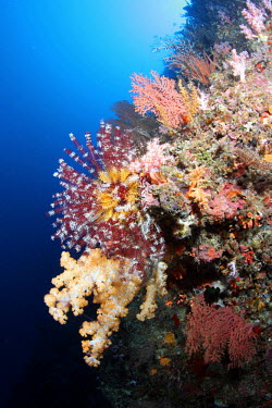 An array of soft corals and feather stars coral,corals,coral reef,reef,invertebrate,invertebrates,marine invertebrate,marine invertebrates,marine,marine life,sea,sea life,ocean,oceans,water,underwater,aquatic,sea creature,red,yellow