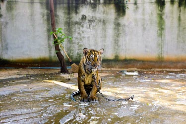 A young tiger chained to floor of a concrete prison cat,cats,big cta,big cats,feline,felidae,predator,carnivore,tiger,cub,young,juvenile,sad,trapped,caged,prison,wildlife crime,upsetting,lonely,trade,wildlife trade,exploitation,human impact,Tiger,Panth