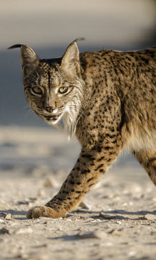 Lynx crossing a dirt track cat,cats,feline,felidae,predator,carnivore,Iberian lynx,lynx,forest,woodland,big cat,big cats,wild cat,close up,face,ears,shallow focus,portrait