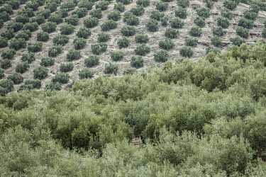 Olive farming is Spain's second largest land use olive farm,olives,farm,farming,agriculture,industry,land use,food,humans,human impact,habitat,diversity,development