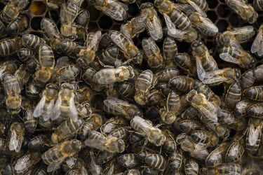 Honey bees in a hive bees,bee,honey bees,honeybee,honeybees,farming,hive,beehive,bee hive,bee keeping,honey,land use,farm,insect,insects,invertebrate,invertebrates,macro,close up,colony,group,wings,Honey bee,Apis mellifer