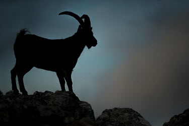 Male ibex silhouetted on rocks ibex,male,silhouette,low light,dark,goat,goats,wild goat,ungulate,horns,horn,Spanish ibex,Capra pyrenaica,Bovidae,Bison, Cattle, Sheep, Goats, Antelopes,Chordates,Chordata,Mammalia,Mammals,Even-toed U