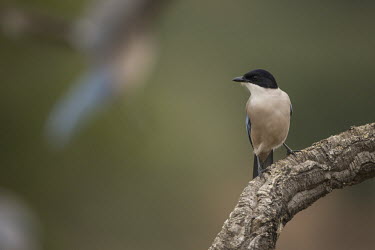 Azure winged magpie perching on a branch Azure-winged magpie,Animalia,Chordata,Aves,Passeriformes,Corvidae,Cyanopica cyanus,magpie,magpies,bird,birds,black cap,shallow focus,green background,negative space,Asian Azure-winged Magpie