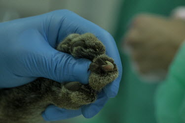 A vet checks the claws of an Iberian lynx whilst it undergoes a full health check researcher,research,vet,vets,vet nary,conservation,lynx,Iberian lynx,humans,people,medical,care,health check,project,captive breeding,claw,claws,paw,paws,doctors,doctor,Lynx pardinus,Mammalia,Mammals,