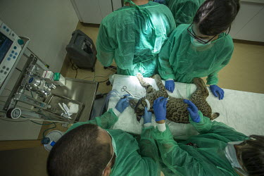 A lynx is examined on the veterinary table researcher,research,vet,vets,vet nary,conservation,lynx,Iberian lynx,humans,people,medical,care,health check,project,captive breeding,anaesthetic,doctors,doctor,Lynx pardinus,Mammalia,Mammals,Chordate
