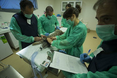 A vet team from the Iberlince project Extremadura examine a lynx cub researcher,research,vet,vets,vet nary,conservation,lynx,Iberian lynx,humans,people,medical,care,health check,project,captive breeding,anaesthetic,doctors,doctor,Lynx pardinus,Mammalia,Mammals,Chordate