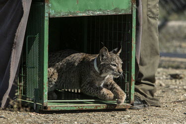 An Iberian lynx cub being released into its enclosure lynx,Iberian lynx,trapped,captured,collared,release,cage,project,catch and release,monitor,monitoring,conservation,cat,big cat,wild cat,cub,Lynx pardinus,Mammalia,Mammals,Chordates,Chordata,Carnivores