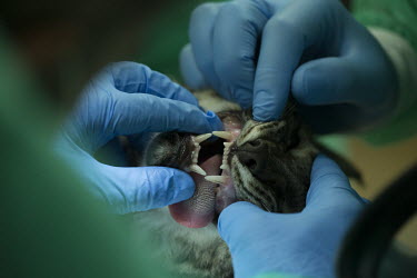 General oral health checked before the release of an Iberian lynx researcher,research,vet,vets,vet nary,conservation,lynx,Iberian lynx,humans,people,medical,care,health check,project,captive breeding,teeth,tooth,mouth,dental,dentistry,doctors,doctor,Lynx pardinus,Ma