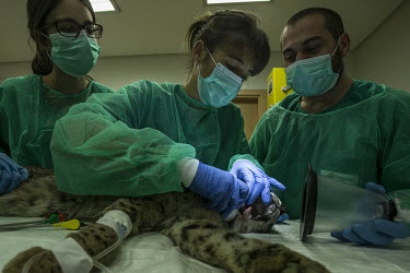 Vet at the Iberian lynx breeding centre is assisted in the health check researcher,research,vet,vets,vet nary,conservation,lynx,Iberian lynx,humans,people,medical,care,health check,project,captive breeding,doctors,doctor,Lynx pardinus,Mammalia,Mammals,Chordates,Chordata,C