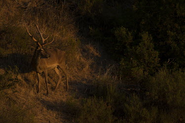 A red deer stag in the Sierra de Andujar, Spain male,antlers,herbivores,herbivore,vertebrate,mammal,mammals,terrestrial,ungulate,deer,deers,ruminant,low light,Red deer,Cervus elaphus,Even-toed Ungulates,Artiodactyla,Cervidae,Deer,Chordates,Chordata