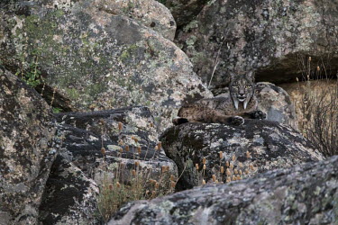 Iberian lynx resting on a rock cat,cats,feline,felidae,predator,carnivore,lynx,forest,woodland,big cat,big cats,wild cat,low light,shallow focus,resting,rock,relax,relaxing,rest,Iberian lynx,Lynx pardinus,Mammalia,Mammals,Chordates