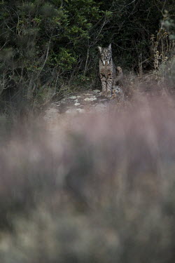 Iberian lynx sat on a rock cat,cats,feline,felidae,predator,carnivore,lynx,forest,woodland,big cat,big cats,wild cat,low light,shallow focus,Iberian lynx,Lynx pardinus,Mammalia,Mammals,Chordates,Chordata,Carnivores,Carnivora,Fe
