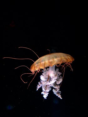 Jellyfish in the dark Animalia,Cnidarian,Medusozoa,jellyfish,jelly fish,jelly,medusa,marine,marine life,sea,sea life,ocean,oceans,water,underwater,aquatic,invertebrate,invertebrates,marine invertebrate,marine invertebrates