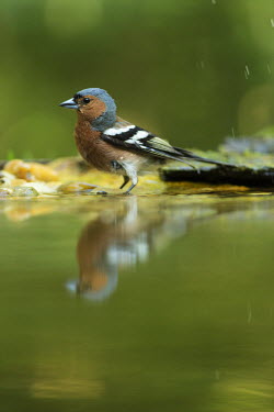 Chaffinch reflected in water finch,bird,birds,colourful,colorful,close up,green background,garden bird,reflection,water,bath,Chaffinch,Fringilla coelebs,Grossbeaks, Crossbills,Fringillidae,Aves,Birds,Perching Birds,Passeriformes,