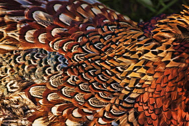 Detail of pheasant feathers ring-necked pheasant,male,pattern,patterned,feather,feathers,bird feathers,bird,birds,plumage,pretty,Pheasant,Phasianus colchicus,Aves,Birds,Gallinaeous Birds,Galliformes,Phasianidae,Grouse, Partridge