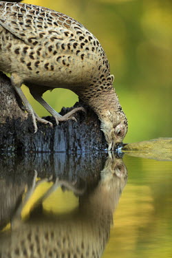 Female pheasant drinking water game,game bird,bird,birds,wildfowl,ring-necked pheasant,female,close up,shallow focus,green background,drinking,drink,thirsty,water,reflection,Pheasant,Phasianus colchicus,Aves,Birds,Gallinaeous Birds