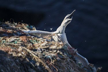 A Northern gannet entangled in fishing line gannets,Northern gannet,bird,birds,coast,coastal,coastline,human impact,pollution,ghost fishing,entangled,discard,rubbish,plastic,plastics,waste,fishing line,fishing net,threat,environmental threats,e