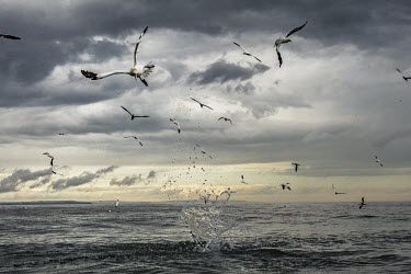 Northern gannets dive bombing into the sea gannets,Northern gannet,bird,birds,coast,coastal,coastline,flying,flight,fishing,ocean,sea,oceans,seabird,seabirds,cloudy,grey sky,atmospheric,action,motion,diving,dive,splash,Gannet,Morus bassanus,Av