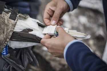 RSPB warden checking GPS tags on a Northern gannet gannets,Northern gannet,bird,birds,coast,coastal,coastline,conservationist,human,people,ranger,monitoring,gaps,tracker,field work,Gannet,Morus bassanus,Aves,Birds,Pelicans and Cormorants,Pelecaniforme