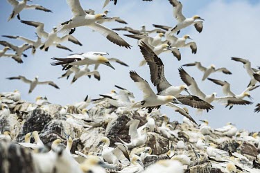 A colony of Northern gannets off the West coast of Scotland gannets,Northern gannet,bird,birds,island,habitat,colony,seabird,seabirds,landscape,seascape,Scotland,flight,flying,flock,flocking,breeding site,Gannet,Morus bassanus,Aves,Birds,Pelicans and Cormorant