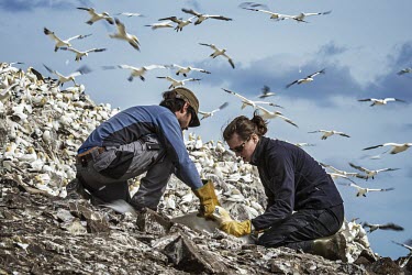 Northern gannet being monitored gannets,Northern gannet,bird,birds,coast,coastal,coastline,conservationist,human,people,ranger,monitoring,colony,Gannet,Morus bassanus,Aves,Birds,Pelicans and Cormorants,Pelecaniformes,Chordates,Chord